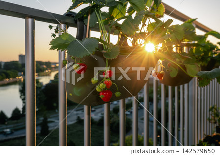 Balcony Herb and Strawberry Garden Row at Golden Sunset. Row of hanging strawberry planters and herb pots along apartment balcony railing bathed in warm golden sunset light. Lush edible garden with ri Balcony Herb and Strawberry Garden Row at Golden Sunset. Row of hanging strawberry planters and herb pots along apartment balcony railing bathed in warm golden sunset light. Lush edible garden with ri 142579650