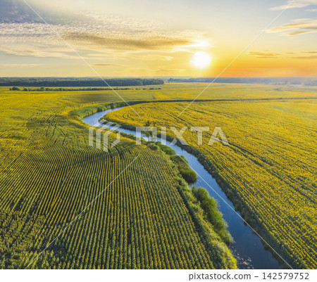 Winding river through sunflower fields at sunset: aerial view of agricultural landscape Winding river through sunflower fields at sunset: aerial view of agricultural landscape 142579752