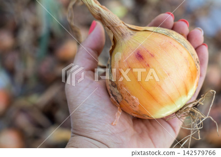 Farmer holding freshly harvested onion in hand after harvest Farmer holding freshly harvested onion in hand after harvest 142579766