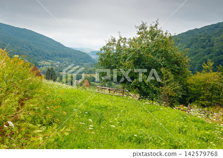 rural mountain landscape of ukraine. countryside scenery of transcarpathia in summer. sustainable living in green environment. forested hills and grassy meadows under cloudy sky rural mountain landscape of ukraine. countryside scenery of transcarpathia in summer. sustainable living in green environment. forested hills and grassy meadows under cloudy sky 142579768