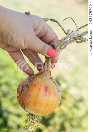 Farmer holding freshly harvested onion in cultivated field Farmer holding freshly harvested onion in cultivated field 142579769