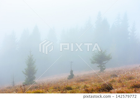 fir trees on a meadow down the will to coniferous forest in foggy mountains of Ukraine. mysterious nature background with overcast sky fir trees on a meadow down the will to coniferous forest in foggy mountains of Ukraine. mysterious nature background with overcast sky 142579772