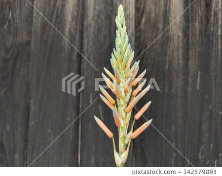 Aloe flower buds Aloe flower buds 142579893
