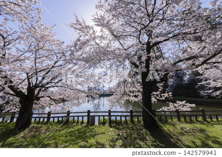松花公園的櫻花 松花公園的櫻花 142579941