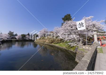 松花公園的櫻花 松花公園的櫻花 142579942