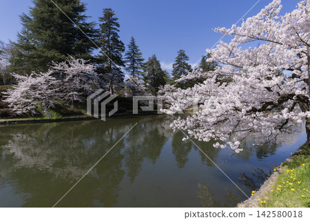 Cherry blossoms at Matsuga Park Cherry blossoms at Matsuga Park 142580018