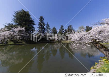 Cherry blossoms at Matsuga Park Cherry blossoms at Matsuga Park 142580019