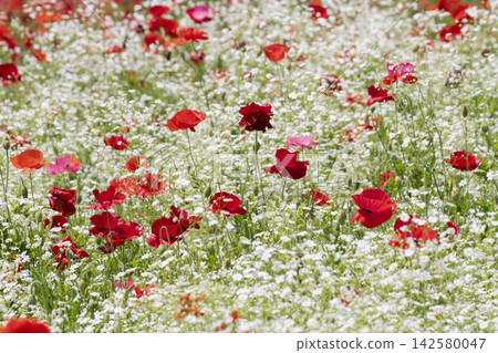 Poppy and baby's breath flowers Poppy and baby's breath flowers 142580047