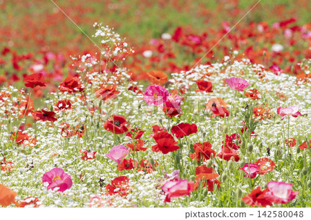 Poppy and baby's breath flowers Poppy and baby's breath flowers 142580048