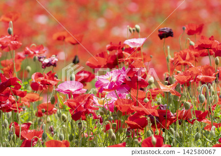 Poppy flowers Poppy flowers 142580067