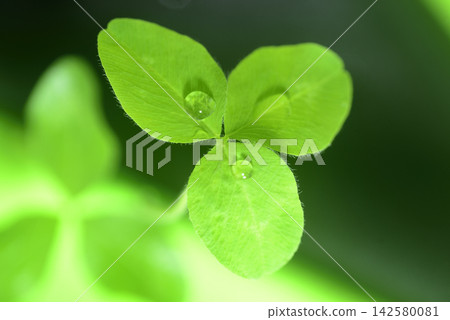 帶有水滴的白三葉草,特寫。 帶有水滴的白三葉草,特寫。 142580081