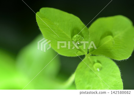 White clover with water droplets, close-up. White clover with water droplets, close-up. 142580082