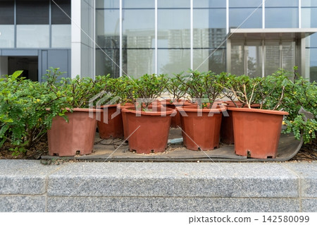 Potted plants arranged on urban concrete ledge Potted plants arranged on urban concrete ledge 142580099