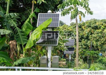 Solar panels surrounded by tropical vegetation outdoors 142580110
