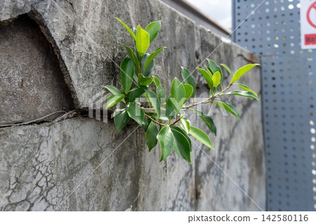 Plant growing through crack in concrete wall Plant growing through crack in concrete wall 142580116