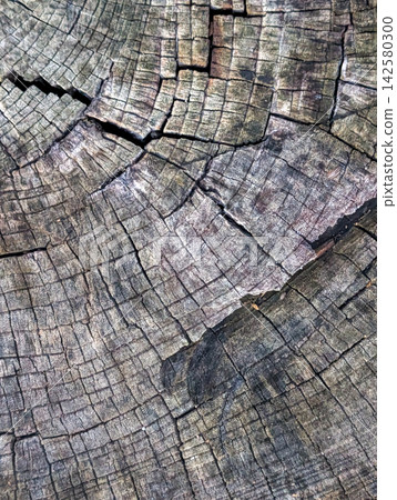 Cross-section of deeply cracked old wood / Background with natural wood grain texture that shows the growth rings and the effects of aging. Cross-section of deeply cracked old wood / Background with natural wood grain texture that shows the growth rings and the effects of aging. 142580300