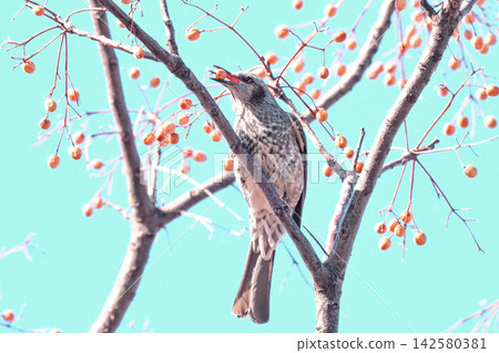 A bulbul bird with a chinaberry fruit in its beak. A bulbul bird with a chinaberry fruit in its beak. 142580381