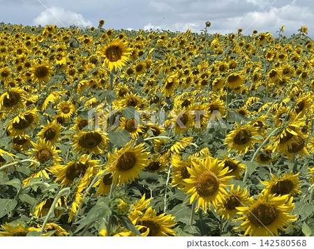 與夏天花的風景 與夏天花的風景 142580568
