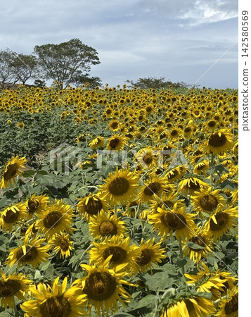 與夏天花的風景 142580569