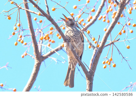 A bulbul swallows a chinaberry fruit. A bulbul swallows a chinaberry fruit. 142580586