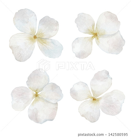 Hydrangea watercolor set. Illustration of white pastel gentle flowers isolated on background. Botanical clipart for wedding invitations, stationery and floral designs. Art for nursery and baby decor. Hydrangea watercolor set. Illustration of white pastel gentle flowers isolated on background. Botanical clipart for wedding invitations, stationery and floral designs. Art for nursery and baby decor. 142580595