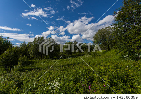 Colorful wildflowers growing among lush green vegetation during summer in Murmansk Region, Russia. Blue, pink, yellow and white flowers form a natural northern meadow surrounded by trees, with distant Colorful wildflowers growing among lush green vegetation during summer in Murmansk Region, Russia. Blue, pink, yellow and white flowers form a natural northern meadow surrounded by trees, with distant 142580869