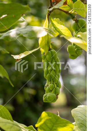 Closeup of green magnolia seed pod hanging among sunlit leaves Closeup of green magnolia seed pod hanging among sunlit leaves 142581280