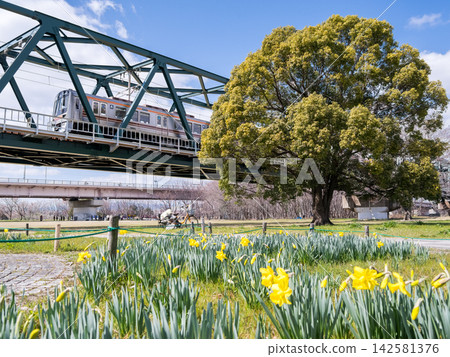 [Senri Line] Daffodils in the park and a train crossing the Yodo River 142581376