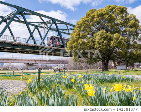 [Senri Line] Daffodils in the park and a train crossing the Yodo River 142581377