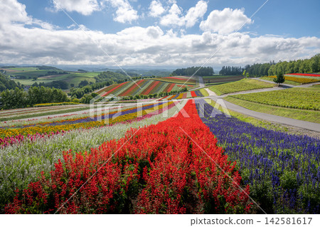 Biei's fields of flowers in full bloom 142581617