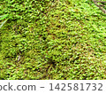 長滿青苔的混凝土牆 142581732