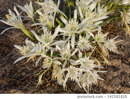 Close up view of white sea daffodils showing star shaped flower arrangement in sandy environment Close up view of white sea daffodils showing star shaped flower arrangement in sandy environment 142581820