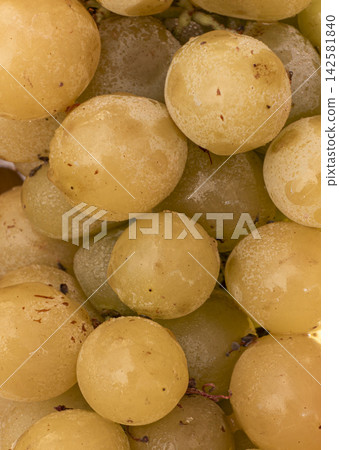 Close up view of translucent white and pale yellow grapes with smooth skins and subtle specks in a natural setting Close up view of translucent white and pale yellow grapes with smooth skins and subtle specks in a natural setting 142581840