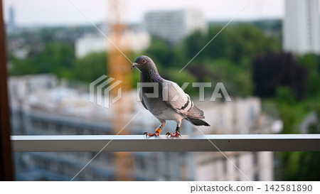 Racing pigeon from below angle on railing dramatic perspective. Racing pigeon seen from low angle on balcony railing creating dramatic perspective with sky and city buildings behind, powerful urban Racing pigeon from below angle on railing dramatic perspective. Racing pigeon seen from low angle on balcony railing creating dramatic perspective with sky and city buildings behind, powerful urban 142581890