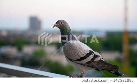 Sport pigeon close up on balcony overlooking urban landscape. Close up of sport pigeon with colored leg bands on balcony railing overlooking urban landscape with trees and buildings, city birdwatching Sport pigeon close up on balcony overlooking urban landscape. Close up of sport pigeon with colored leg bands on balcony railing overlooking urban landscape with trees and buildings, city birdwatching 142581893