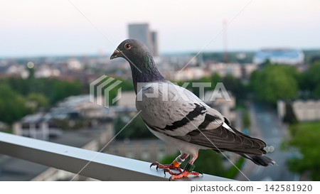 Racing pigeon perched on balcony railing with city bokeh. Racing pigeon with leg bands perched on apartment balcony railing with blurred city skyline and construction crane in background, urban wildli Racing pigeon perched on balcony railing with city bokeh. Racing pigeon with leg bands perched on apartment balcony railing with blurred city skyline and construction crane in background, urban wildli 142581920