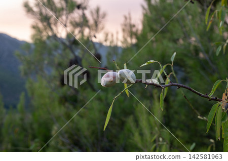 Green Almonds Ripening on a Branch in Summer. A close up of green almonds ripening on an almond branch in the countryside of Aragon, Spain in summer, a fresh natural detail of Mediterranean fruit grow 142581963
