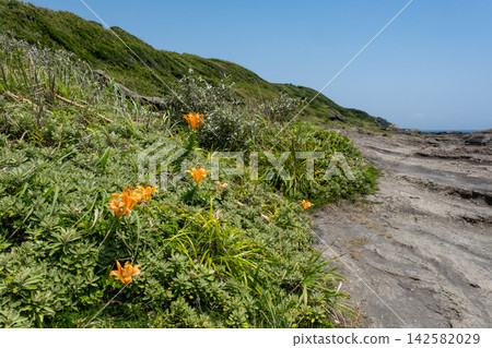 盛夏時節,三浦半島城島懸崖上盛開的百合花。 盛夏時節,三浦半島城島懸崖上盛開的百合花。 142582029