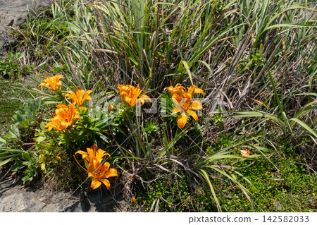 Lilies blooming on the cliffs of Jogashima Island on the Miura Peninsula in midsummer. Lilies blooming on the cliffs of Jogashima Island on the Miura Peninsula in midsummer. 142582033