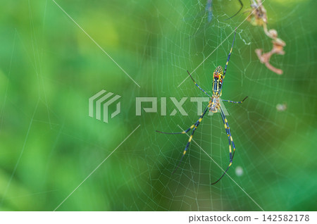 Female golden orb-weaver spider Female golden orb-weaver spider 142582178