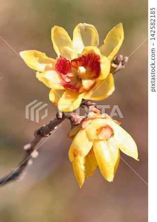 洛白花 洛白花 142582185
