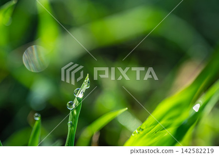 草葉上的晨露 草葉上的晨露 142582219