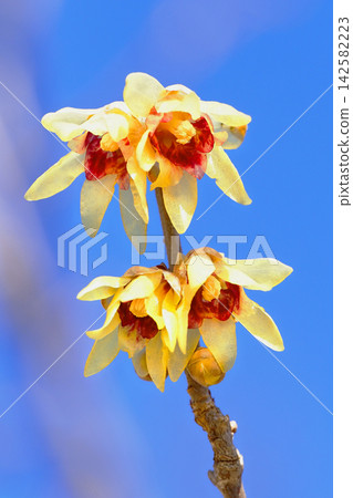 洛白花 洛白花 142582223