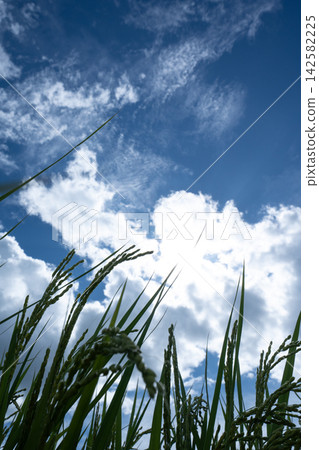 夏日藍天與茁壯的稻穗交相輝映。 夏日藍天與茁壯的稻穗交相輝映。 142582225