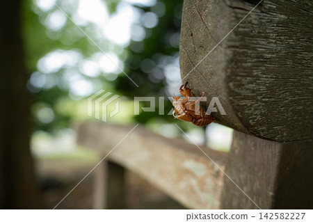 蟬蛻留在公園的木製長椅上，陽光透過綠葉灑在它身上。 142582227