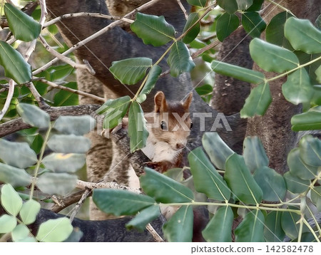 Small squirrel peeking through dense leafy branches on textured tree trunk, glossy green foliage framing bright eyes, upright ears, natural woodland camouflage in daylight Small squirrel peeking through dense leafy branches on textured tree trunk, glossy green foliage framing bright eyes, upright ears, natural woodland camouflage in daylight 142582478