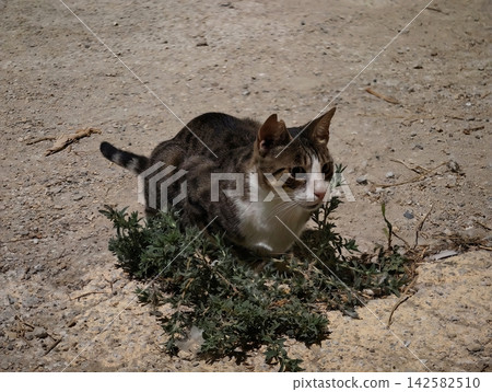 a serene cat sitting on sandy ground with plants in a neutral outdoor setting, close-up view of fur and leaves, brown and white colors, natural light, for pet photography. a serene cat sitting on sandy ground with plants in a neutral outdoor setting, close-up view of fur and leaves, brown and white colors, natural light, for pet photography. 142582510