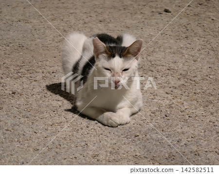 a relaxed cat resting on the concrete ground in a serene setting with soft natural light and clean white fur, pet photography and animal portraits in a modern and bright context. a relaxed cat resting on the concrete ground in a serene setting with soft natural light and clean white fur, pet photography and animal portraits in a modern and bright context. 142582511