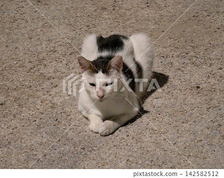 a serene cat resting on the ground with a relaxed demeanor, captured from a top-down perspective in natural light with white and black fur, pet photography and animal portraits. a serene cat resting on the ground with a relaxed demeanor, captured from a top-down perspective in natural light with white and black fur, pet photography and animal portraits. 142582512