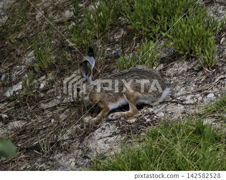 a rabbit resting on grass in a calm and serene natural outdoor environment with rocks and vegetation under a bright and warm light, ground-level perspective, wildlife and green. a rabbit resting on grass in a calm and serene natural outdoor environment with rocks and vegetation under a bright and warm light, ground-level perspective, wildlife and green. 142582528